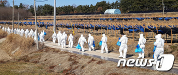 AI 살처분 투입되는 공무원들
