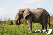 야생 코끼리, 포유류 중 가장 짧은 시간 잔다