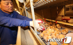 양계장에 찾아온 봄