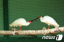 우포따오기, 올해 첫 산란 성공…개체수 300 마리 목표