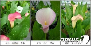 강원도가 개발한 백합·칼라 중국 수출···MOU체결