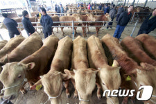 창녕축협 가축시장, 한 달여 만에 재개장 정상 운영