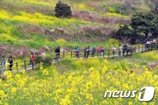 서귀포 유채꽃 걷기대회