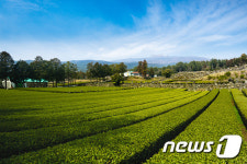 꽃길만 걸어요…놓치지 말아야 할 4월 제주관광 10선