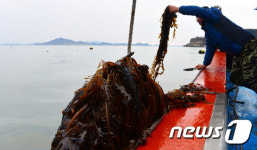 미역에 붙은 기름 확인하는 동거차도 어민