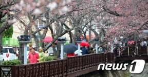 벚꽃 축제 기다리는 진해 로망스다리 