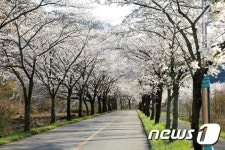 보성군 내달 8일 백민미술관 광장서 벚꽃 축제 개최