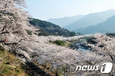 하동화개장터 벚꽃축제 주말 팡파르