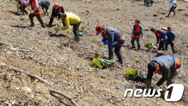 춘천국유림, 춘천·화천·가평지역 국유림 나무심기