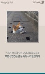 [펫카드] 거리를 떠도는 개구쟁이 고양이들