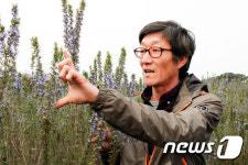 [인생2막 귀농-끝] 물·비료·농약 없이…제주는 허브천국