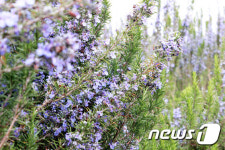 [인생2막 귀농-끝] 물·비료·농약 없이…제주는 허브천국