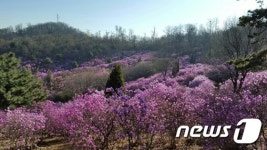 봄 꽃 ‘활짝’…경기도 곳곳 수채화 절경 연출