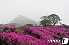 여수 영취산 진달래 축제 시작…이색 참여행사 다채
