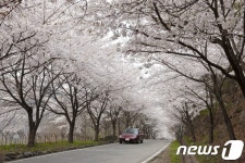 제13회 주산 봄꽃축제, 8일 보령 주산면 일대서 열려