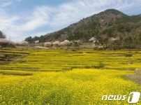 남해 두모 유채꽃 축제, 7일 개막