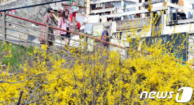 개나리 만개한 전주 자만벽화마을