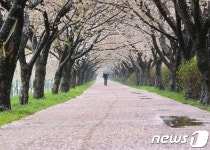 낙동강 30리 벚꽃길과 전국 최대 유채꽃밭 걸어 보세요