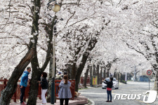 밀양의 숨겨진 벚꽃 명소인 안태 둘레길