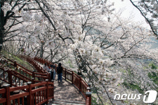 밀양 삼랑진 벚꽃 둘레길