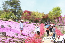 진안 원연장 꽃잔디축제, 21~23일 꽃잔디 동산서 열려