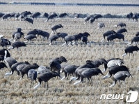 순천만 월동 흑두루미, 시베리아로 모두 이동