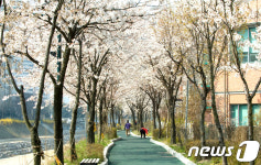 노원구 당현천 벚꽃길