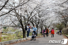 성남지역 벚꽃길 8景 13일께 절정 