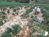 거제 송진포 햇양파 본격 출하…4㎏당 6000원