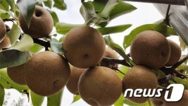 인제군, 토종 돌배나무 육성…1000본 접목