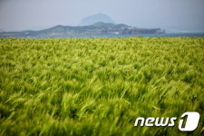 제주 가파도 청보리 축제 축소 운영