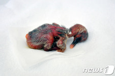 우포따오기 복원센터, 올해 첫 따오기 부화 성공