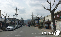 평창군, 시가지 가로수 정비로 쾌적한 보행환경 조성