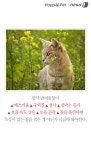 [펫카드] 냥아, 그 꽃 향기를 맡지 마오