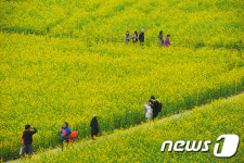 낙동강 유채꽃축제, 대저생태공원서 개최…15~23일까지