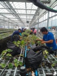 완주군 농업기술센터, 딸기 등 무병묘 종자·종묘 공급