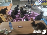 애니멀 호더가 운영하던 끔찍한 고양이 쉼터