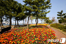 속초 청초호 유원지 튤립 가득
