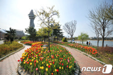 청초호 호수공원에 핀 튤립