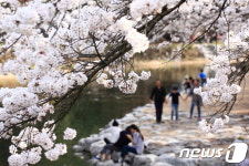 [풍경]속리산 늦은 벚꽃 ‘만개’…이번 주말 ‘절정’
