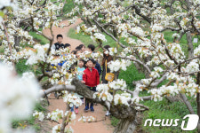 배꽃이 활짝 피었어요