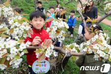 배나무에 이름표 달아요