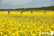 유채꽃밭 거닐며 봄 만끽