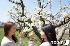 100년 배꽃의 향기