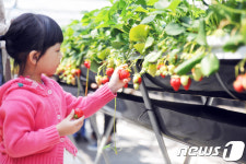 속초 응골마을 딸기축제