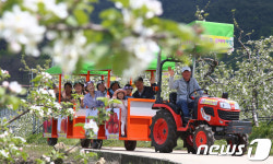 함양군 수동 사과꽃 축제