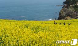 제주도 못지 않은 수성당 유채꽃밭
