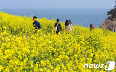 [화보]바다가 보이는 유채꽃길...부안 수성당 유채꽃 절정