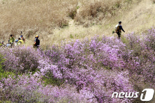 화왕산 진달래길 따라