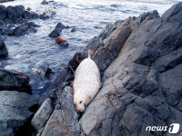 울산 북구 우가마을 해안서 점박이물범 사체 발견